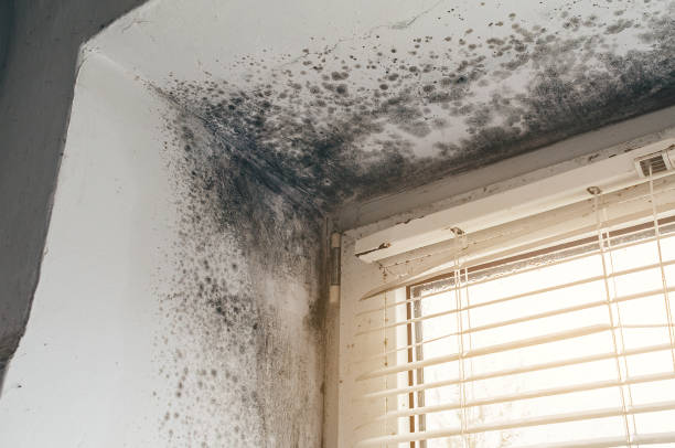 Trusted Mold Removal service in Wood-Ridge, NJ - Cheap Mold Removal
