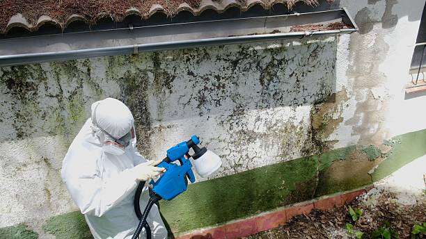 Trusted Mold Remediation service in Wood-Ridge, NJ - Cheap Mold Removal